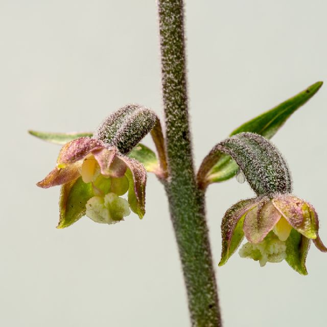 Epipactis hellebore???